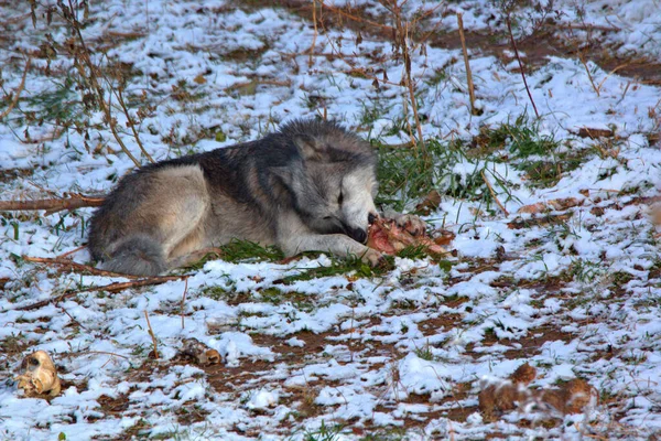 Γκρίζος Λύκος Μασάει Ένα Πόδι Ελαφιού Από Προηγούμενο Κυνήγι — Φωτογραφία Αρχείου