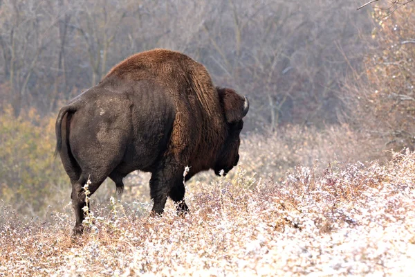 Bison Bull Walking Thru Snow Covered Meadow — ストック写真