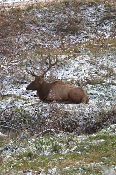 Bull Elk Ξαπλωμένος Ένα Χαμηλό Σημείο Ένα Λιβάδι Κρατώντας Μακριά — Φωτογραφία Αρχείου