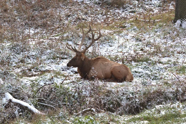 Bull Elk Couché Dans Endroit Bas Dans Une Prairie Abri — Photo