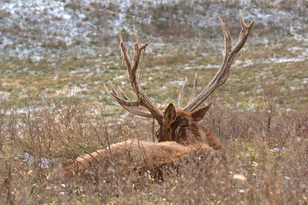 Nagy Előny Bull Elk Számára Hogy Figyelje Völgyet Alatta — Stock Fotó