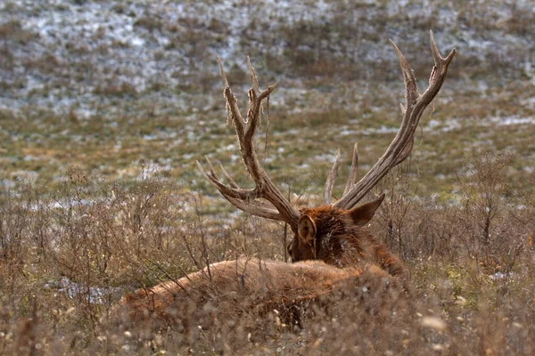 Fénykép Egy Bull Elk Feküdt Magas Őszi Színes Hátulról — Stock Fotó