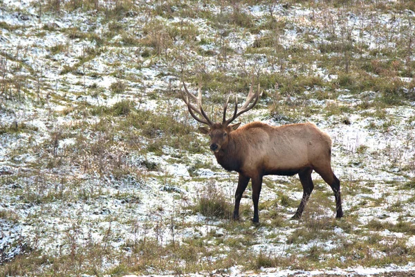 Bull Elk Aperçut Photographe Dessus Lui Dans Une Prairie — Photo