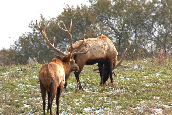 Fiatalabb Bull Elk Tippeket Kap Idősebb Mentorától Egy Hegyi Réten — Stock Fotó