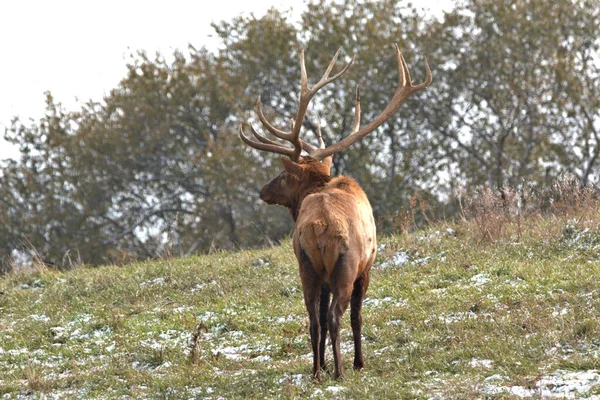Bull Elk Står Sida Kulle Med Damm Snö Marken — Stockfoto