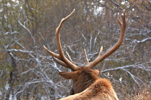 Bull Elk Nice Head Antlers Snow Covered Trees Background — Stock Photo, Image