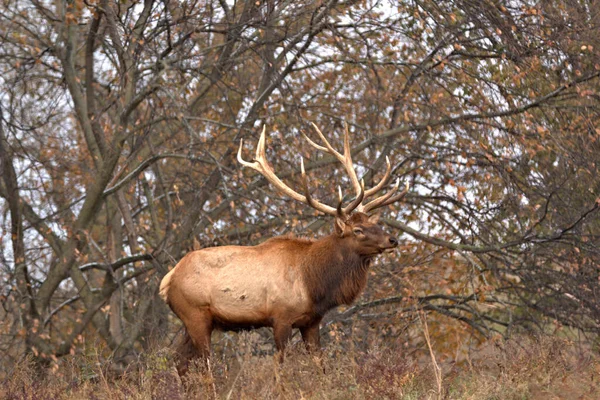 Színes Őszi Színes Előtér Háttér Egy Bull Elk — Stock Fotó
