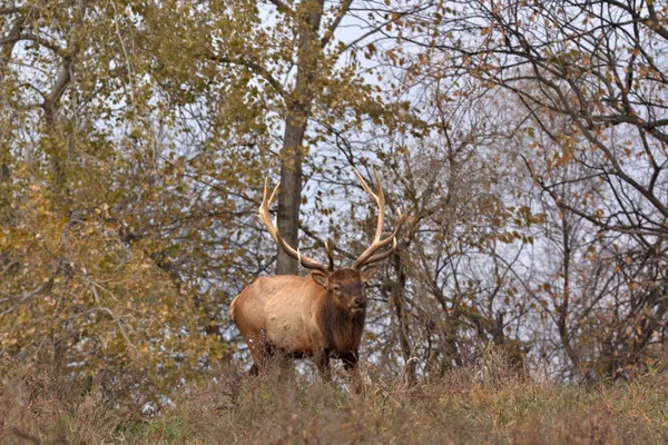 Bull Elk Framför Hösten Färgade Träd Bergsäng — Stockfoto