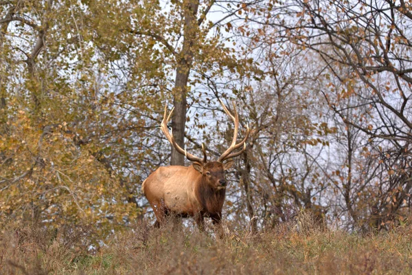 Bull Elk Kulle Med Träd Höst Färgad Bakgrund — Stockfoto
