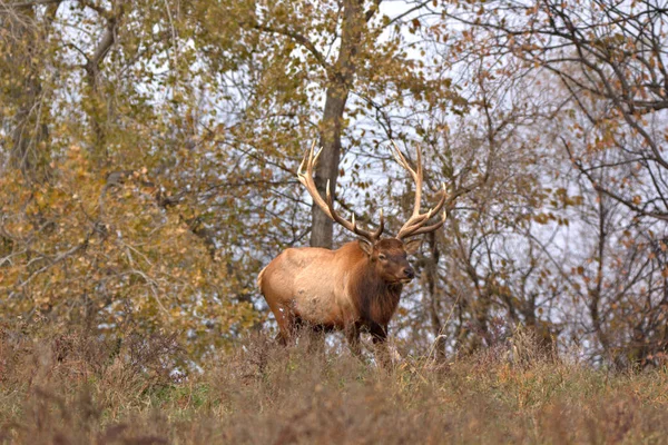 Big Bull Elk Πόδια Κατά Μήκος Μιας Γραμμής Δέντρο — Φωτογραφία Αρχείου