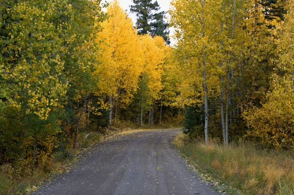 山路蜿蜒穿过五彩斑斓的黄杨树 — 图库照片