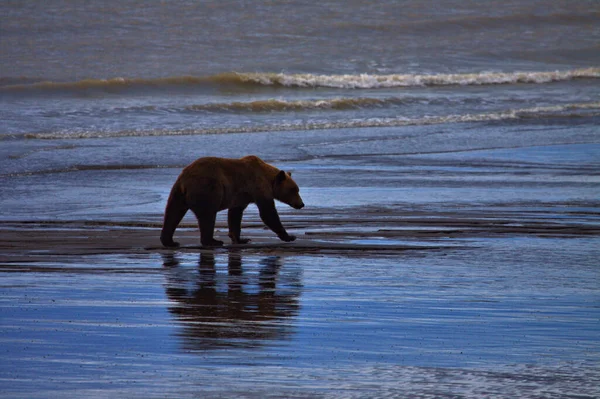 Urso Marrom Parque Nacional Lago Clark Alasca — Fotografia de Stock