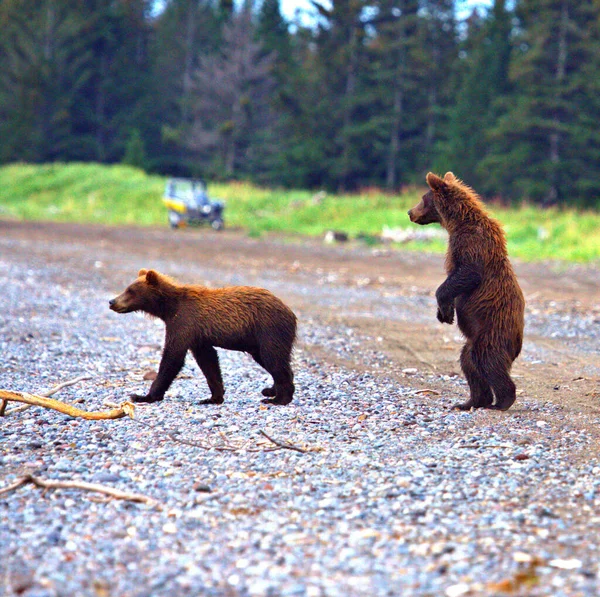 Dois Filhotes Urso Marrom Uma Praia Alasca — Fotografia de Stock