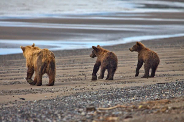 Urso Marrom Levando Seus Filhotes Para Oceano Para Cavar Para — Fotografia de Stock