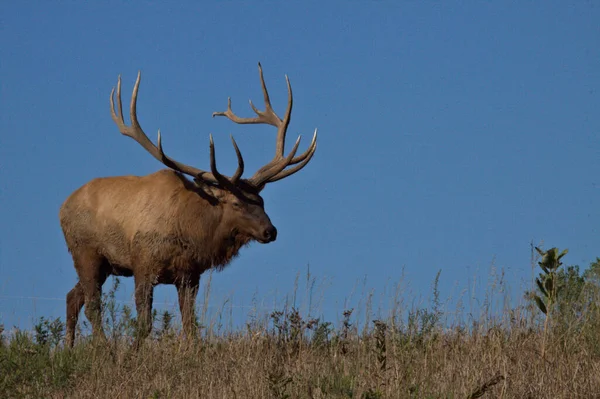Bull Elk Promenader Kulle Topp Täckt Med Lera Från Promenader — Stockfoto