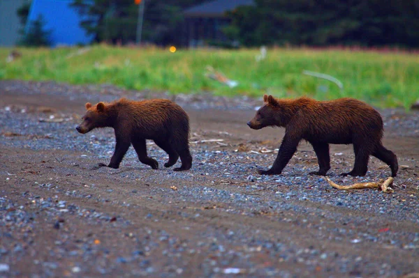 Młode Niedźwiedzie Brunatne Schodzą Plażę Kopać Małże Parku Narodowym Jezioro — Zdjęcie stockowe