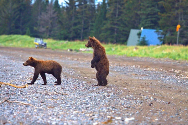 Yearling Grizzly Bear cubs standing up looking down the beach on Lake Clark National Refuge in Alaska