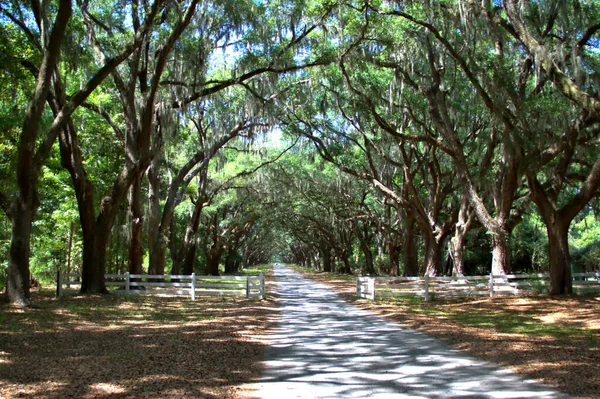 Savannah Gerogia Yaprakların Dalların Arasından Süzülen Güneş Işığıyla Kaplı Uzun — Stok fotoğraf
