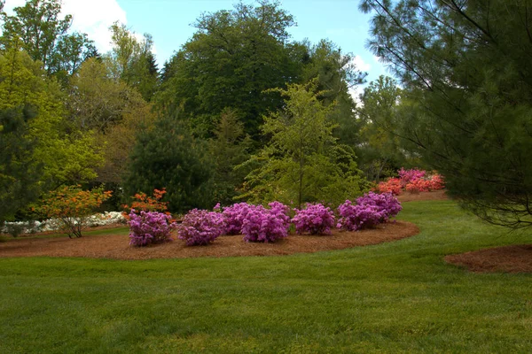 Pinhais Delinear Este Lindo Parque Paisagístico Com Flores Coloridas Grama — Fotografia de Stock