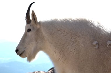 Colorado 'daki Evans Dağı' ndaki Dağ Keçisi. Evans Dağı 'nın 14.260 feet (4.346 km) zirvesine çıkan yol, Kuzey Amerika' nın en yüksek asfalt yoludur.. 