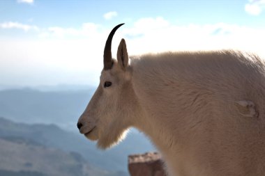 Colorado 'daki Evans Dağı' ndaki Dağ Keçisi. Evans Dağı 'nın 14.260 feet (4.346 km) zirvesine çıkan yol, Kuzey Amerika' nın en yüksek asfalt yoludur. 