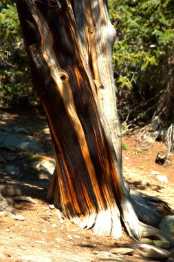 Bu Bristolpine ağaçlarının bazıları kayalık dağların dağlık alanlarında 1500 yaşındadır.