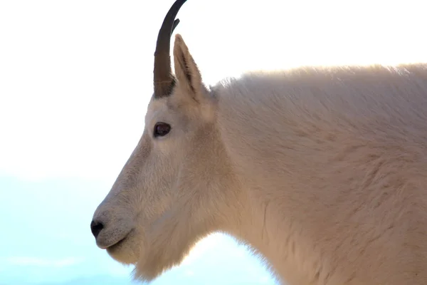 Mountain Goat Sur Mont Evans Dans Colorado Route Menant Sommet — Photo