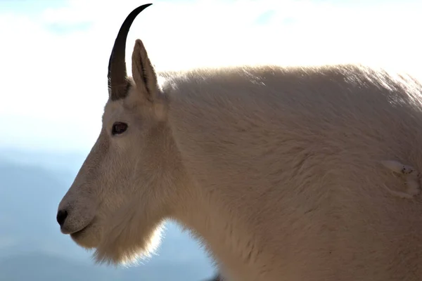 Mountain Goat Sur Mont Evans Dans Colorado Route Menant Sommet — Photo