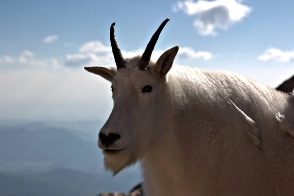 Mountain Goat Sur Mont Evans Dans Colorado Route Menant Sommet — Photo