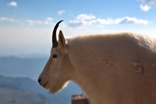 Mountain Goat Monte Evans Colorado Estrada Para Topo Pico 346 — Fotografia de Stock