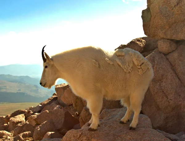 Mountain Goat Sur Mont Evans Dans Colorado Route Menant Sommet — Photo