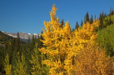 Altın Aspen Ağaçları Dağ renklerini gösteriyor