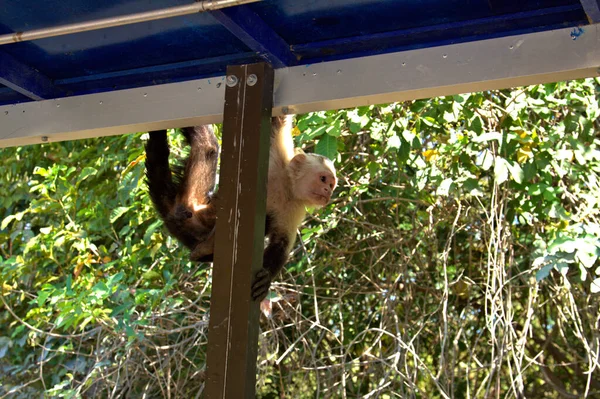 Macaco Costa Rica Saltou Bordo Barco — Fotografia de Stock