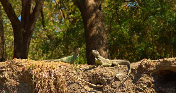 Tropikal Bir Yerde Her Şey Iguana Nın — Stok fotoğraf