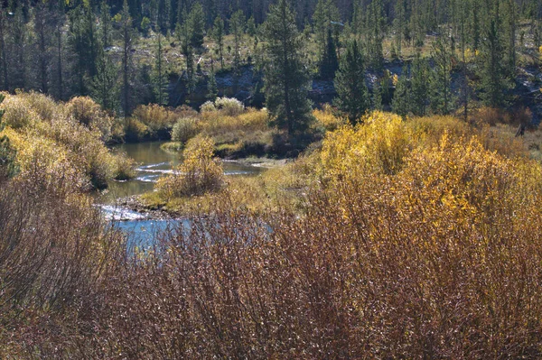 Ruisseau Montagne Coulant Entre Les Couleurs Automne Long Ruisseau — Photo