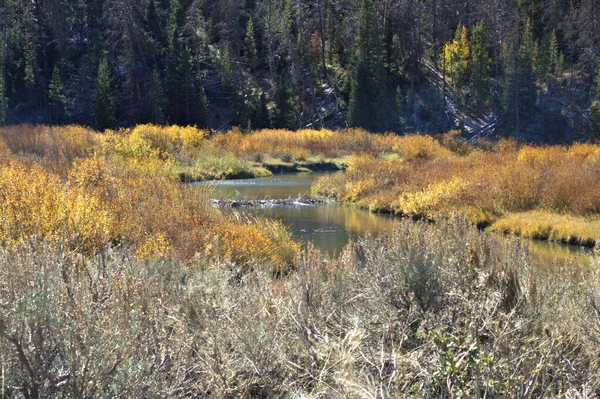 Nehir Boyunca Sonbahar Renkleri Arasında Akan Dağ Deresi — Stok fotoğraf