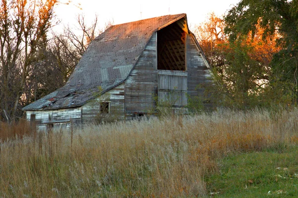Sundown colors on a old wood barn surrounded by tall grass