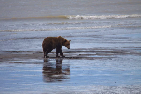 Orso bruno sul lago Clark in Alaska — Foto Stock