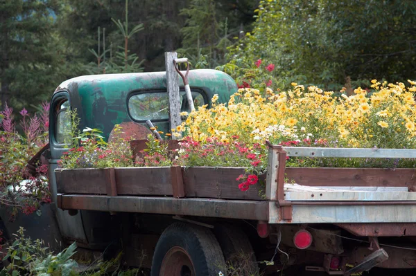 Old truck bed serves as a flower garden