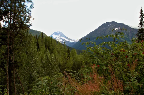 Горы Аляски Возвышаются Высоко Над Страной Аляски Буша — стоковое фото