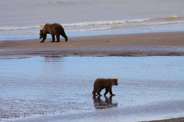 Urso marrom porca e seu filhote — Fotografia de Stock