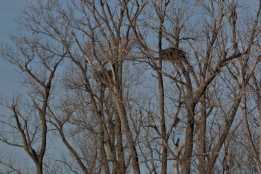 Sonbaharda ağaçların tepesinde kel kartal yuvası