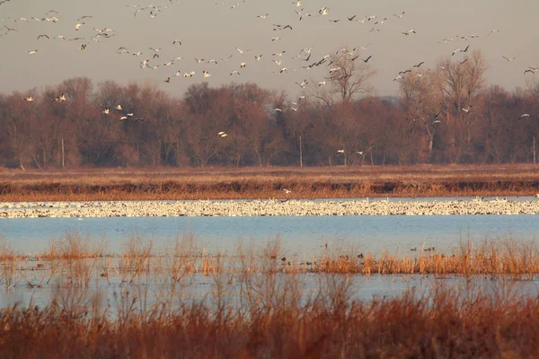 Migração de gansos de neve no outono — Fotografia de Stock