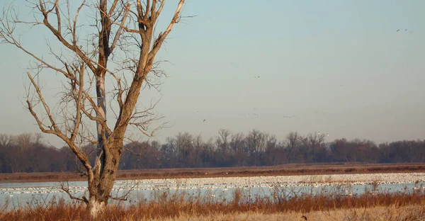 Migration des Oies des neiges — Photo