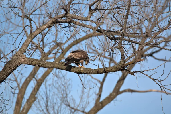 Unreife Weißkopfseeadler — Stockfoto