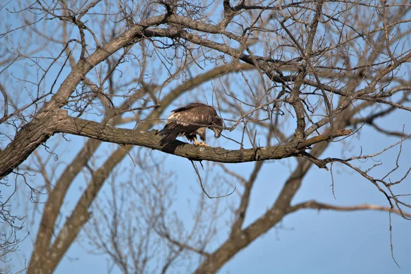 Unreife Weißkopfseeadler — Stockfoto