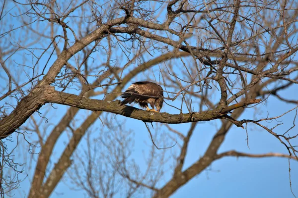 Unreife Weißkopfseeadler — Stockfoto