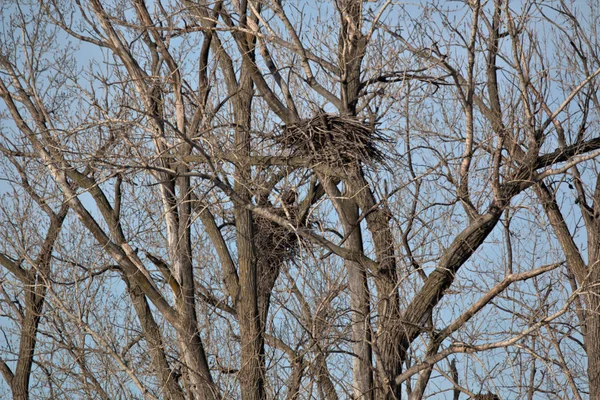 Bald Eagle Nest