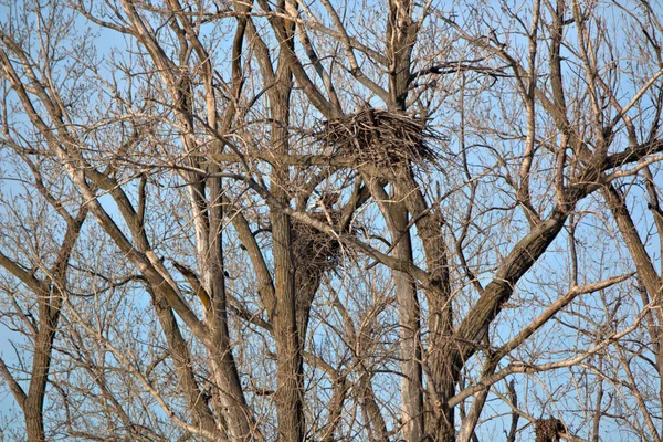 Bald Eagle Nest — Stock Photo, Image