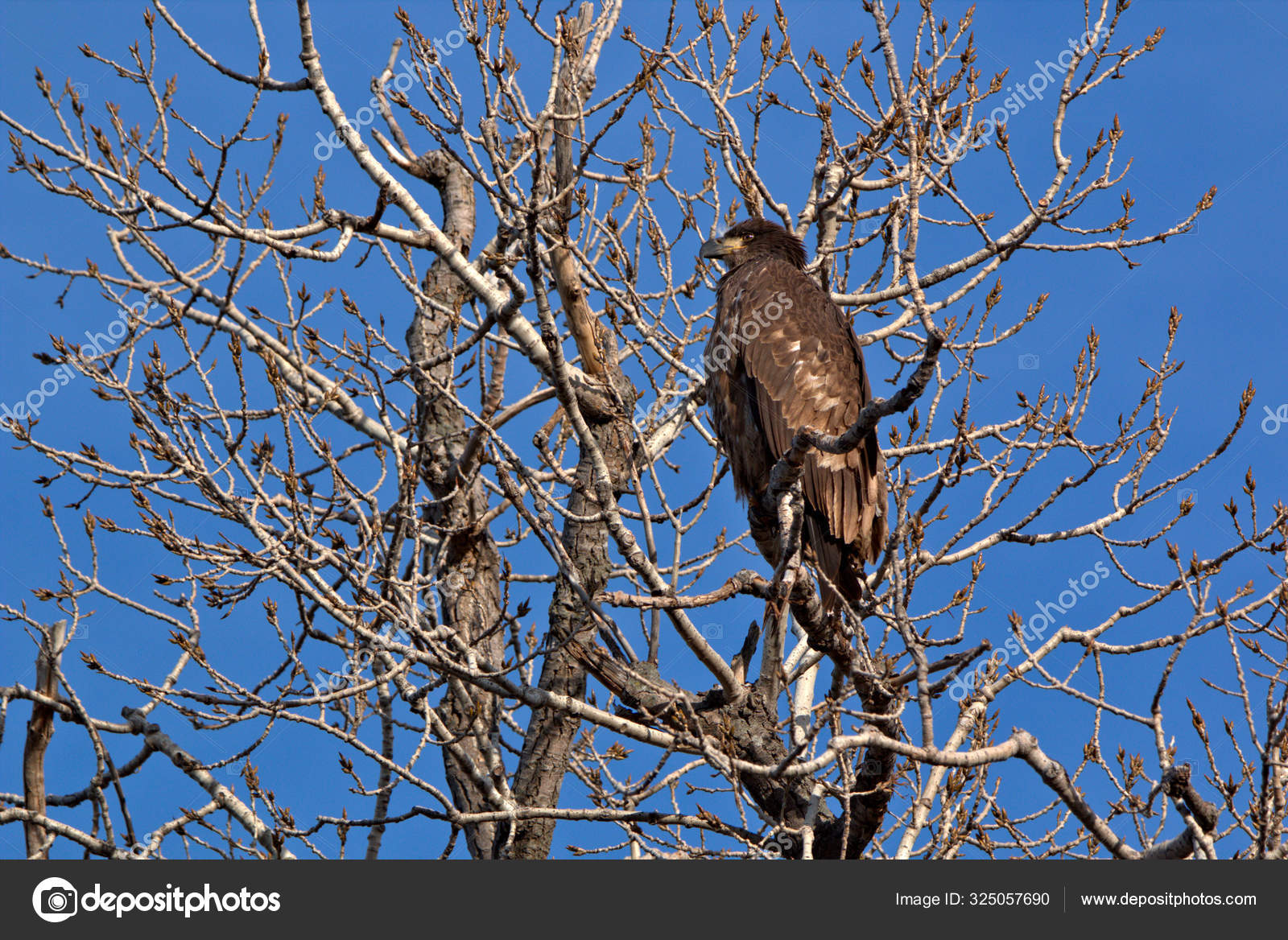 Immature Bald Eagle — Stock Photo © ron.ronmckenzie.com #325057690